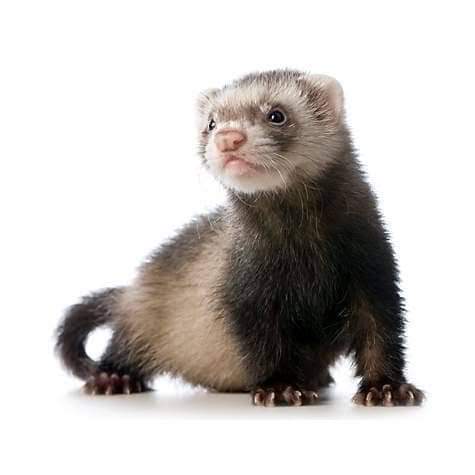 Ferret